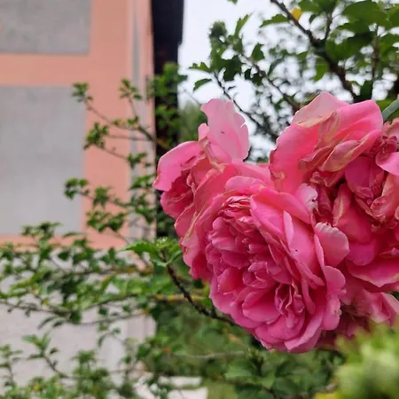 Gostinjska kuća R24, Rose House *